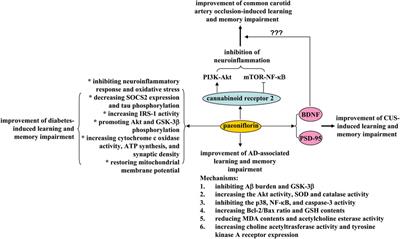 A review for the pharmacological effects of paeoniflorin in the nervous system